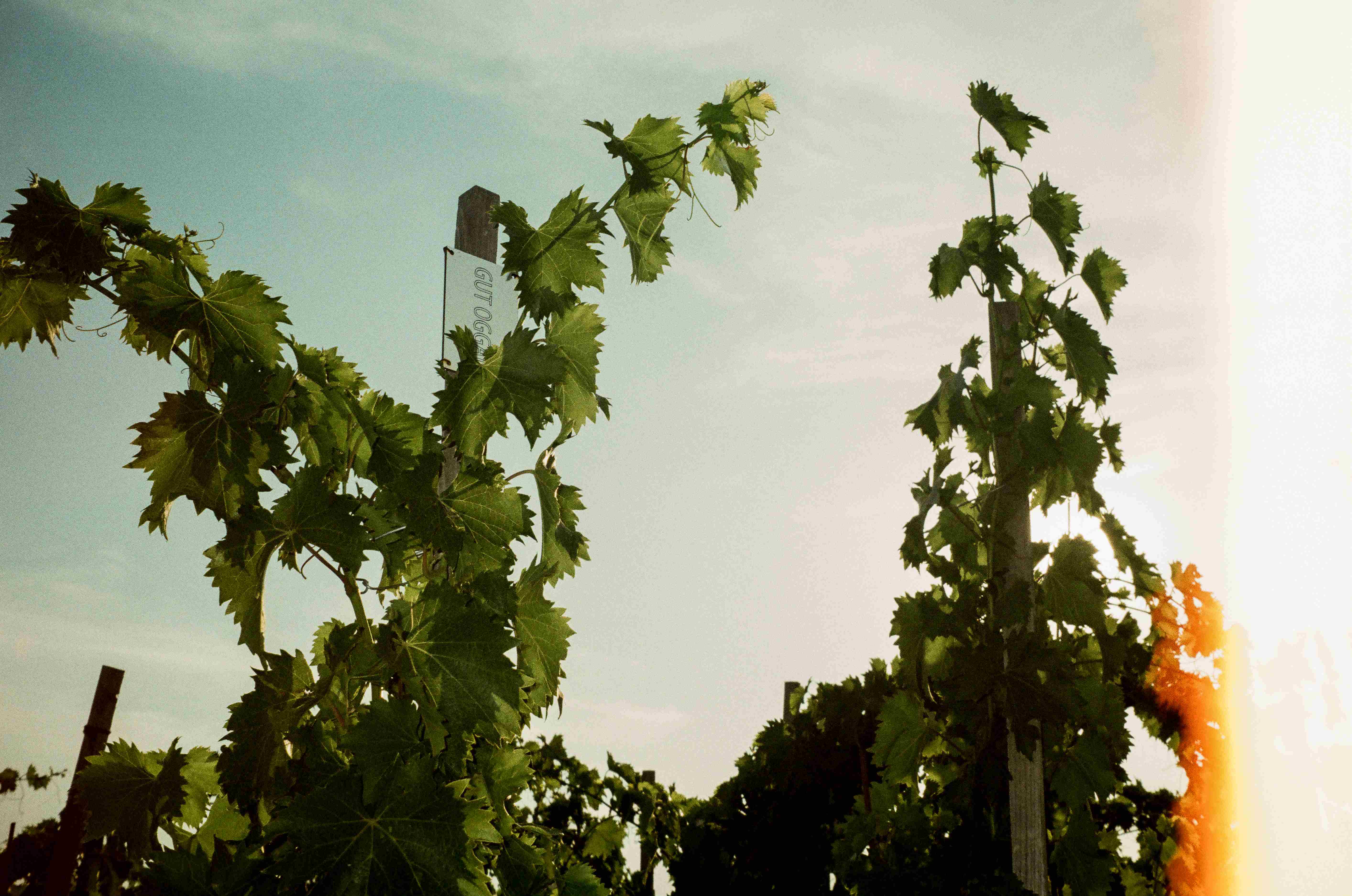 Lush green grapevines in vineyard with warm sunlight filtering through